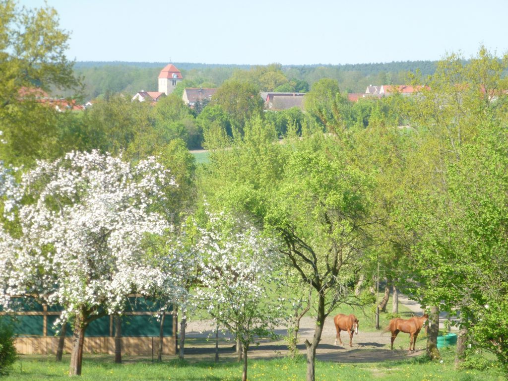Über die Koppeln hinweg sieht man das Dorf Görzke im Hintergrund.