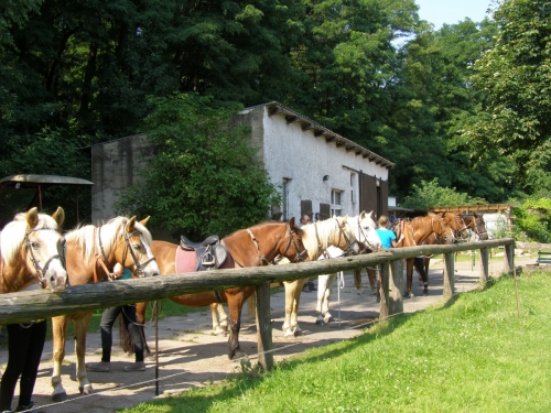 Die Pferde werden für einen Ausritt oder eine Reitstunde vorbereitet.